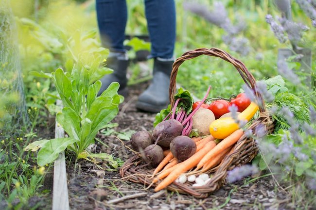 Wat kunt u doen met een grote oogst uit uw moestuin?