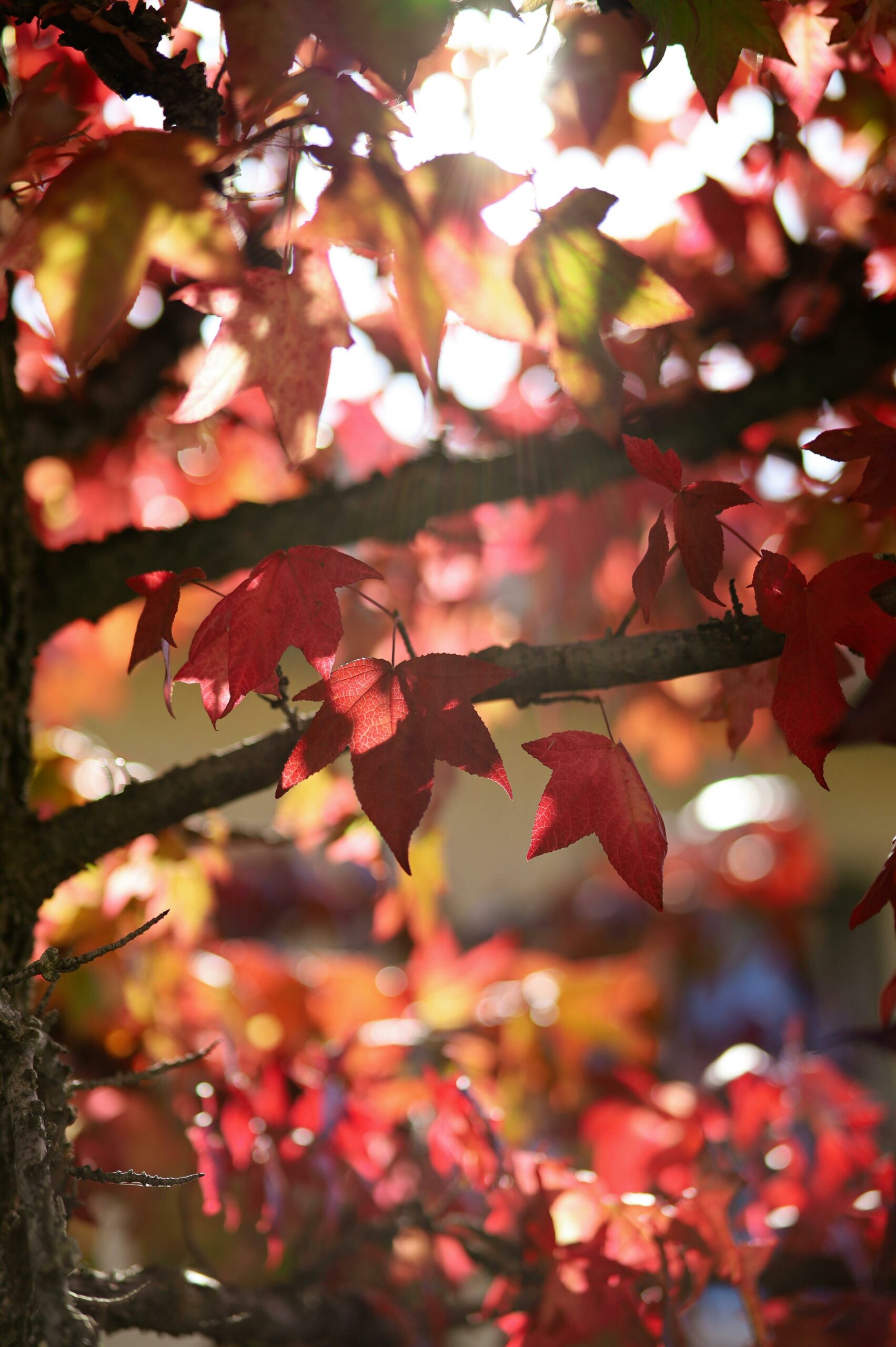 herfstbladeren opruimen tuin