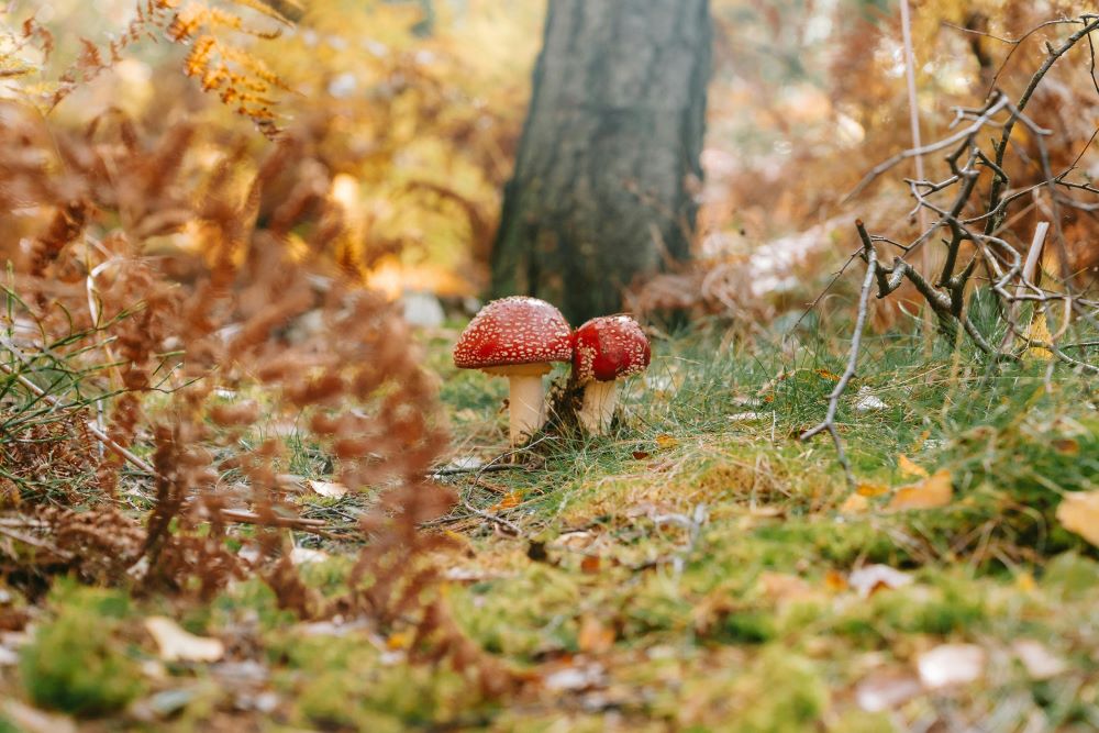 Herfstbladeren opruimen of laten liggen: wat is het beste voor uw tuin?