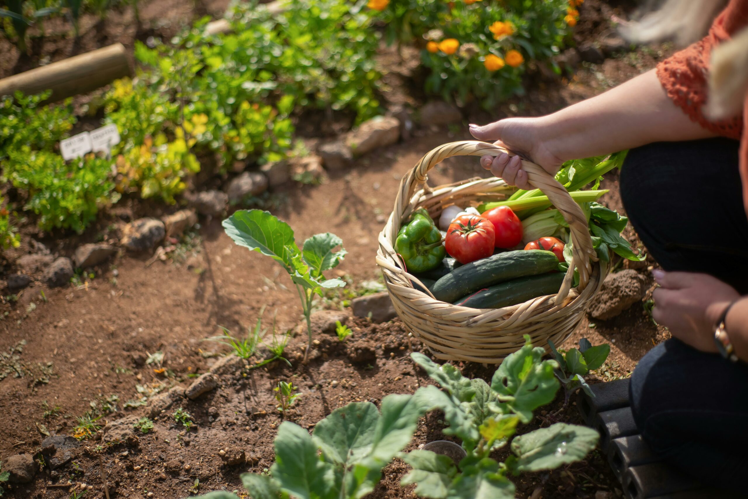 tips bewaren oogst moestuin